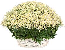 Цветочная композиция из Ромашки в корзине #REPLACE_PRED# Лобаново